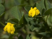 Medicago littoralis 2, Saxifraga-Willem van Kruijsbergen