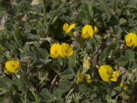 Medicago littoralis 3, Saxifraga-Willem van Kruijsbergen