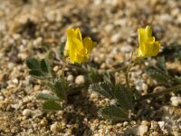 Medicago littoralis 4, Saxifraga-Willem van Kruijsbergen