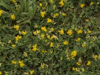 Medicago littoralis 7, Saxifraga-Jan van der Straaten