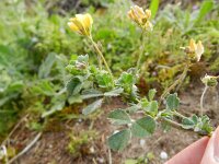 Medicago littoralis 8, Saxifraga-Rutger Barendse