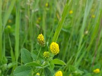 Medicago lupulina 19, Hopklaver, Saxifraga-Ben Delbaere