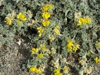 Medicago marina 10, Saxifraga-Jan van der Straaten