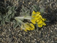 Medicago marina 11, Saxifraga-Jan van der Straaten
