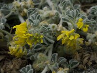 Medicago marina 12, Saxifraga-Willem van Kruijsbergen