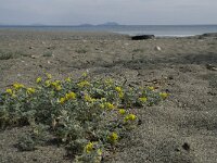Medicago marina 13, Saxifraga-Willem van Kruijsbergen