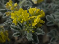 Medicago marina 14, Saxifraga-Willem van Kruijsbergen