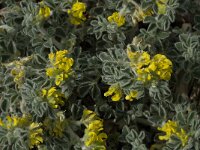 Medicago marina 15, Saxifraga-Willem van Kruijsbergen