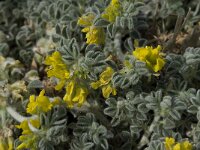 Medicago marina 16, Saxifraga-Willem van Kruijsbergen