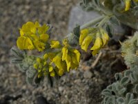 Medicago marina 17, Saxifraga-Willem van Kruijsbergen