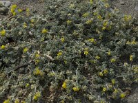 Medicago marina 18, Saxifraga-Willem van Kruijsbergen