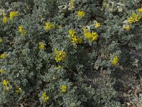 Medicago marina 19, Saxifraga-Willem van Kruijsbergen