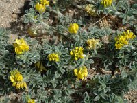 Medicago marina 2, Saxifraga-Jan van der Straaten