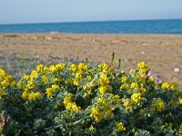 Medicago marina 20, Saxifraga-Jeroen Willemsen