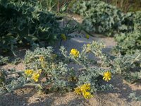 Medicago marina 21, Saxifraga-Jeroen Willemsen