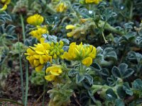 Medicago marina 22, Saxifraga-Jeroen Willemsen