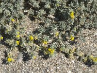 Medicago marina 23, Saxifraga-Jan van der Straaten