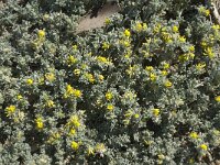 Medicago marina 24, Saxifraga-Jan van der Straaten