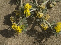 Medicago marina 25, Saxifraga-Jan van der Straaten