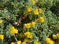 Medicago marina 26, Saxifraga-Peter Meininger