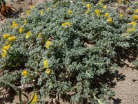 Medicago marina 28, Saxifraga-Peter Meininger