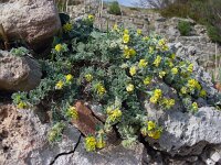 Medicago marina 29, Saxifraga-Ed Stikvoort