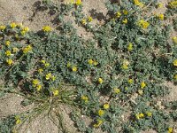 Medicago marina 3, Saxifraga-Jan van der Straaten