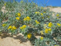 Medicago marina 31, Saxifraga-Ed Stikvoort