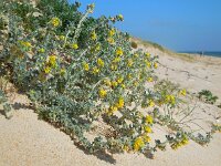 Medicago marina 32, Saxifraga-Ed Stikvoort