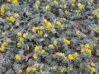 Medicago marina 34, Saxifraga-Harry Jans