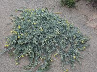 Medicago marina 35, Saxifraga-Harry Jans