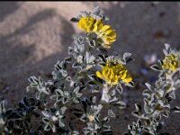 Medicago marina 4, Saxifraga-Rutger Barendse