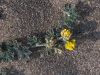 Medicago marina 5, Saxifraga-Jan van der Straaten