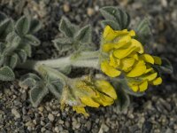 Medicago marina 6, Saxifraga-Jan van der Straaten
