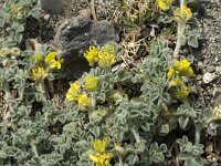 Medicago marina 7, Saxifraga-Jan van der Straaten