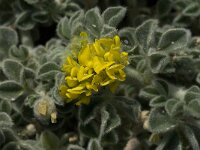 Medicago marina 8, Saxifraga-Jan van der Straaten