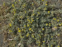 Medicago marina 9, Saxifraga-Jan van der Straaten