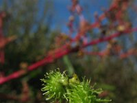 Medicago polymorpha 10, Ruige rupsklaver, Saxifraga-Rutger Barendse