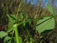 Medicago polymorpha 11, Ruige rupsklaver, Saxifraga-Rutger Barendse