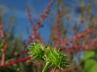 Medicago polymorpha 12, Ruige rupsklaver, Saxifraga-Rutger Barendse