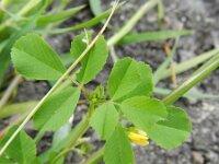 Medicago polymorpha 13, Ruige rupsklaver, Saxifraga-Rutger Barendse