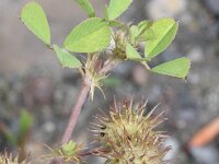 Medicago polymorpha 14, Ruige rupsklaver, Saxifraga-Rutger Barendse