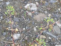 Medicago polymorpha 15, Ruige rupsklaver, Saxifraga-Rutger Barendse