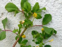 Medicago polymorpha 16, Ruige rupsklaver, Saxifraga-Ed Stikvoort