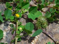Medicago polymorpha 17, Ruige rupsklaver, Saxifraga-Ed Stikvoort