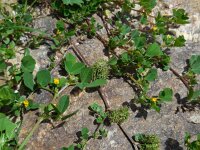 Medicago polymorpha 18, Ruige rupsklaver, Saxifraga-Ed Stikvoort