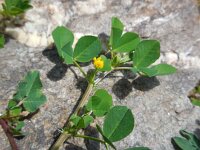 Medicago polymorpha 19, Ruige rupsklaver, Saxifraga-Ed Stikvoort