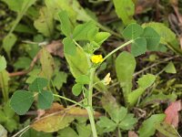 Medicago polymorpha 3, Ruige rupsklaver, Saxifraga-Peter Meininger