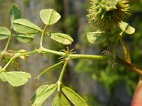 Medicago polymorpha 4, Ruige rupsklaver, Saxifraga-Rutger Barendse