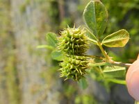 Medicago polymorpha 5, Ruige rupsklaver, Saxifraga-Rutger Barendse